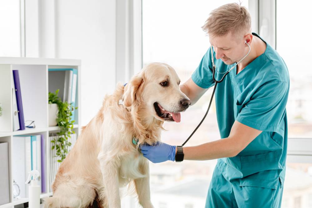 PET FIRST AID - Heartwood Animal Hospital