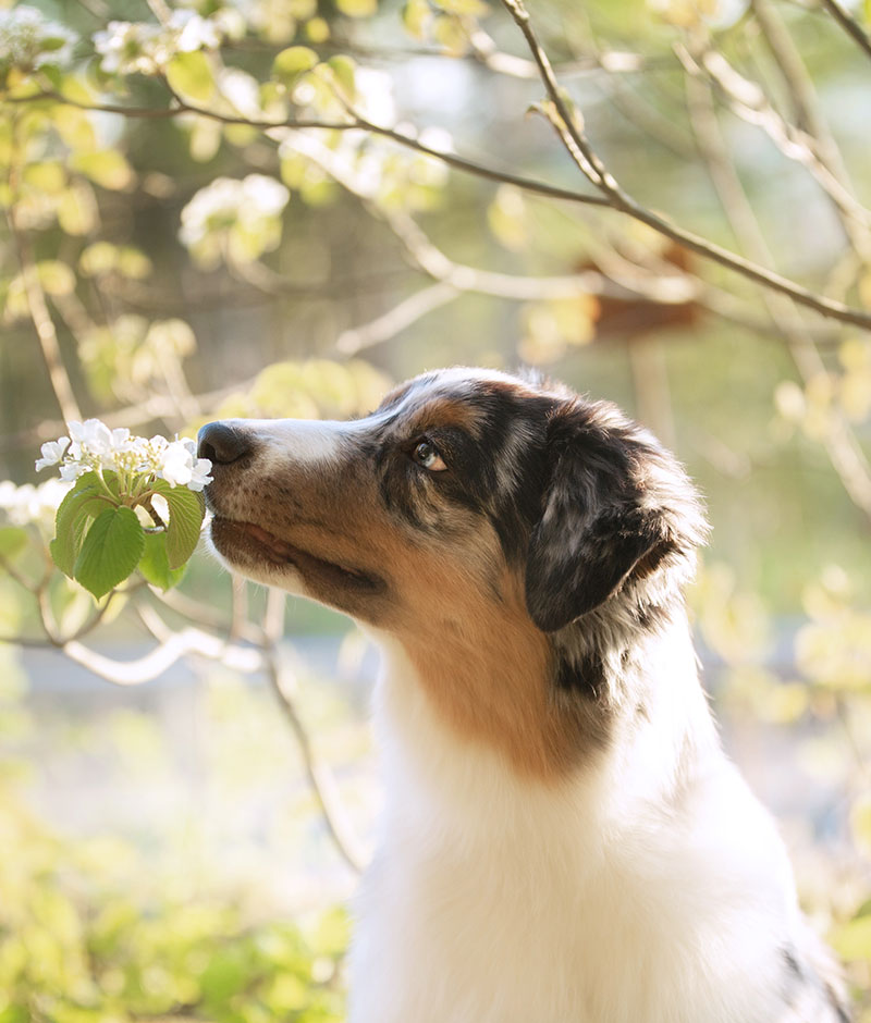 Boarding Vet in Youngsville Heartwood Animal Hospital
