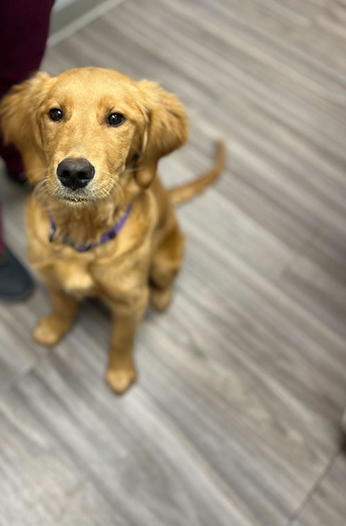 Veterinarian in Youngsville Vet Near You Heartwood Animal Hospital