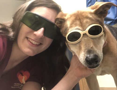 Shedding Light on Pain Relief: The Benefits of Laser Therapy for Your Pet